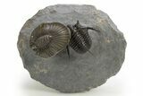 Scabriscutellum Trilobite Laying On Spiny Cyphaspis #312739-2